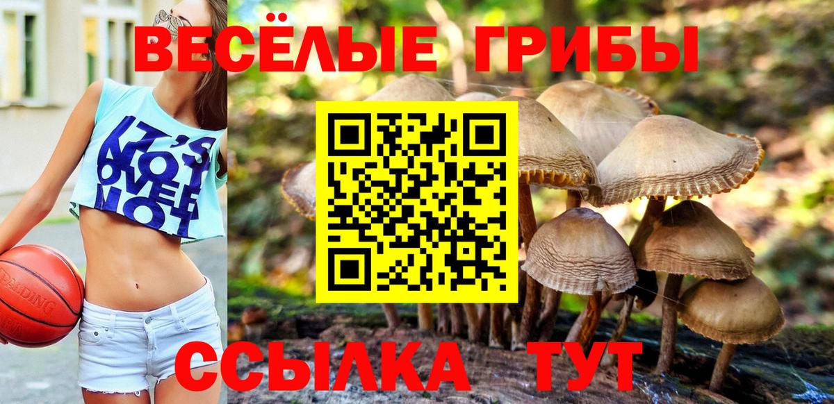 Псилоцибиновые грибы прущие грибы  купить   Пыть-Ях  Псилоцибиновые грибы Psilocybine cubensis  Вход с VPN 